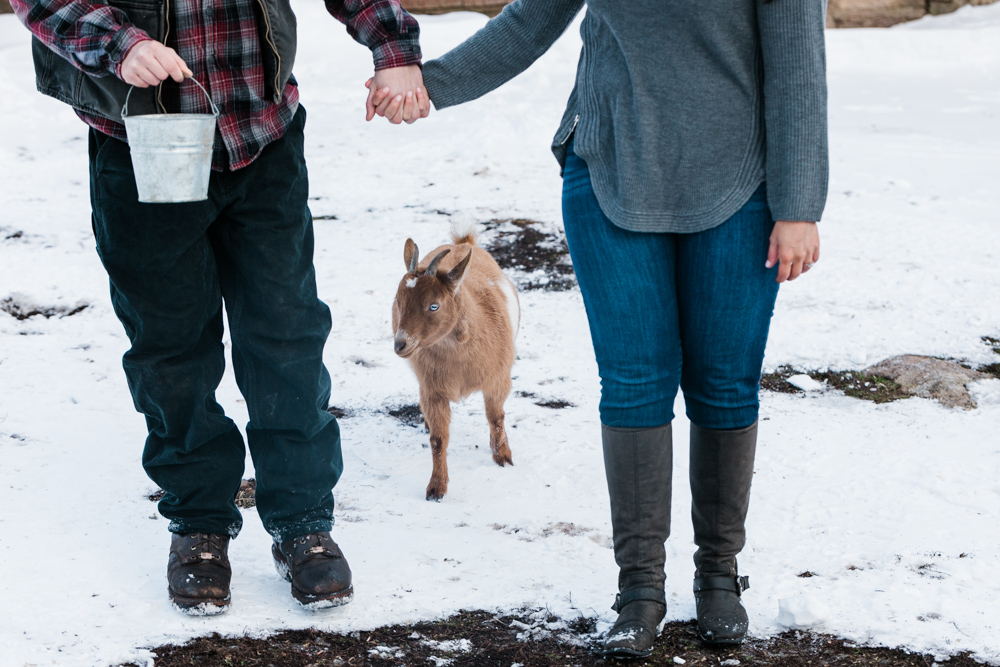 connecticut engagement photo with a goat 